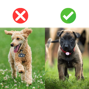 Airtag holder i silikon – Passer Apple Airtag og hundehalsbånd for kjæledyr, hund og katt Airtag holder i silikon – Passer Apple Airtag og hundehalsbånd for kjæledyr, hund og katt