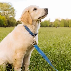 Reflekshalsbånd i Myk Bomull til Hund