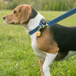 Rundt Gullfarget Luksus