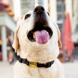 Slide-On Gullfarget ID-brikke