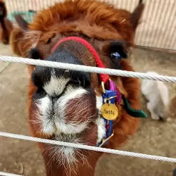 Rundt Gullfarget Id-brikke