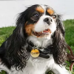 Rundt Gullfarget Id-brikke