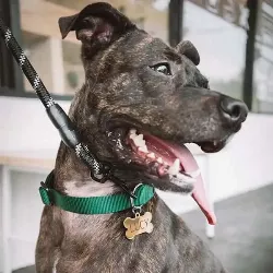 Benformet Gullfarget Id-brikke